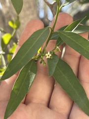 Vallesia glabra