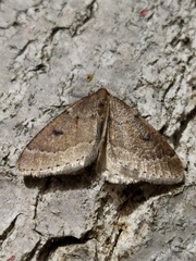 Theria rupicapraria