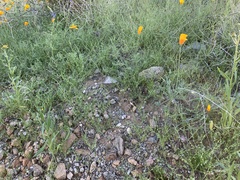 Pectocarya recurvata