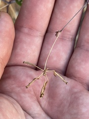 Commicarpus brandegeei