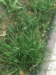 Bromus catharticus