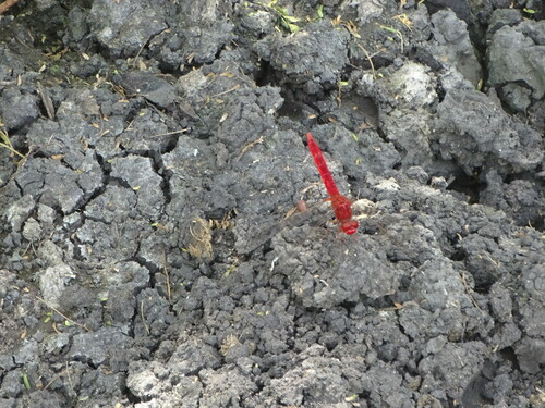 Scarlet Skimmer