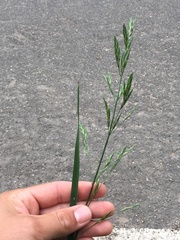 Bromus catharticus