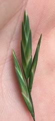 Bromus catharticus