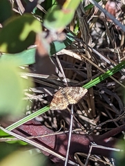 Epirrhoe plebeculata