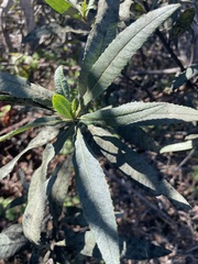 Ceroplastes sinensis