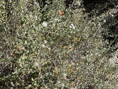 Brickellia peninsularis