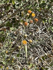 Brickellia peninsularis