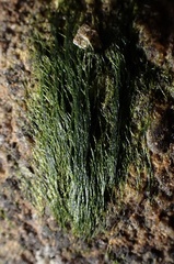 Urospora