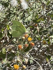 Brickellia peninsularis