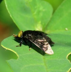Lepiselaga