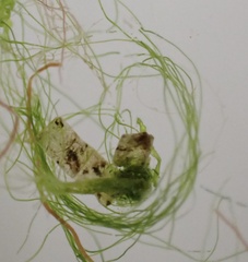 Urospora