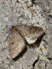Theria rupicapraria