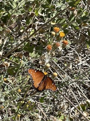 Brickellia peninsularis