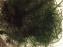 Urospora