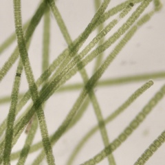 Urospora
