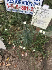 Rafinesquia californica