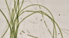 Urospora