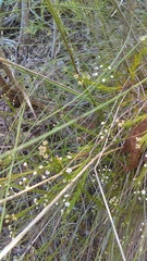 Platysace linearifolia