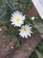 Rafinesquia californica