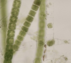 Urospora