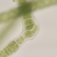 Urospora