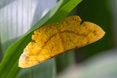 Eumelea rosalia