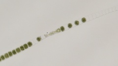 Urospora