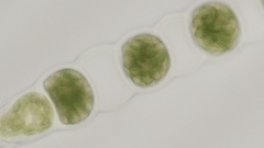 Urospora