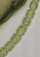 Urospora