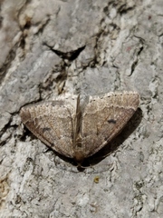 Theria rupicapraria