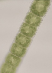 Urospora