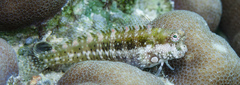 Blue-Spot Blenny photo 4