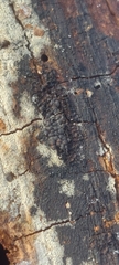 Rosellinia mammiformis
