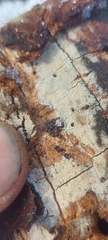 Rosellinia mammiformis