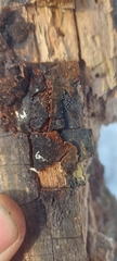 Rosellinia mammiformis