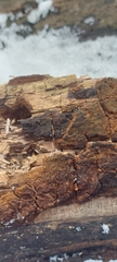 Rosellinia mammiformis