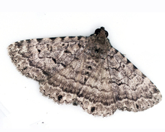 Diatenes aglossoides