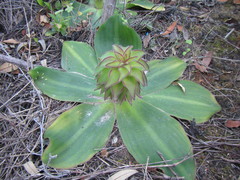 Eucomis regia
