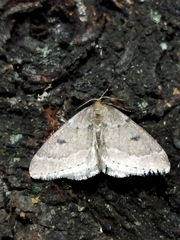 Theria rupicapraria