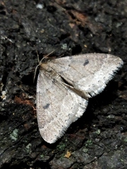 Theria rupicapraria