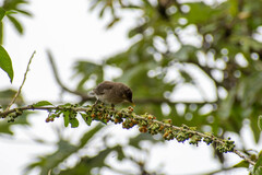 Turdus maculirostris