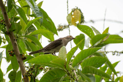 Turdus maculirostris