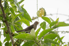 Turdus maculirostris