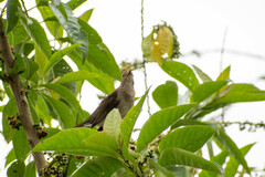 Turdus maculirostris
