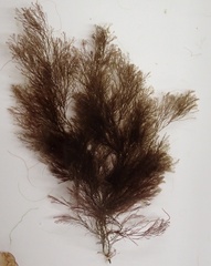 Vertebrata fucoides