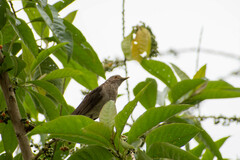Turdus maculirostris