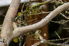 Lepanthes pecunialis