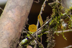 Lepanthes pecunialis