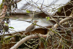 Turdus maculirostris